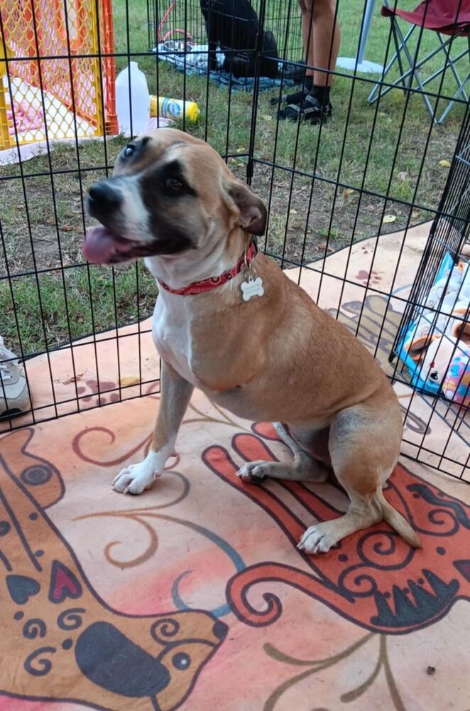 Enlarge Beatrice (Tri-Pod), a Adoptable mixed breed in Gillsville, GA image 5/6