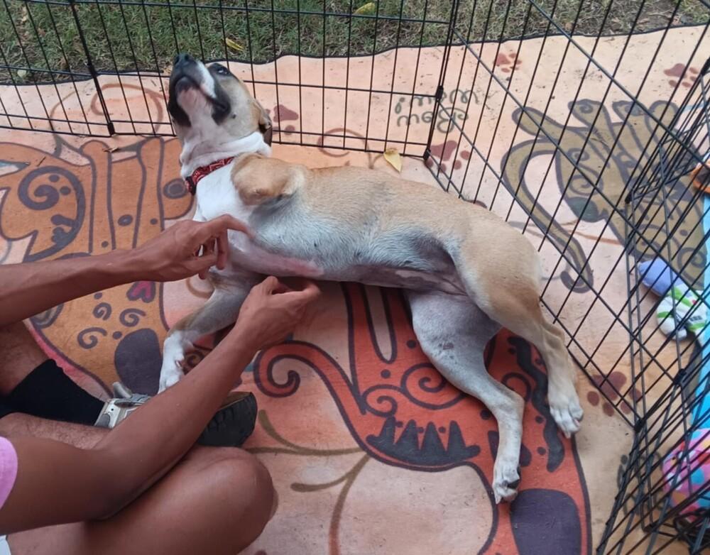 Enlarge Beatrice (Tri-Pod), a Adoptable mixed breed in Gillsville, GA image 6/6