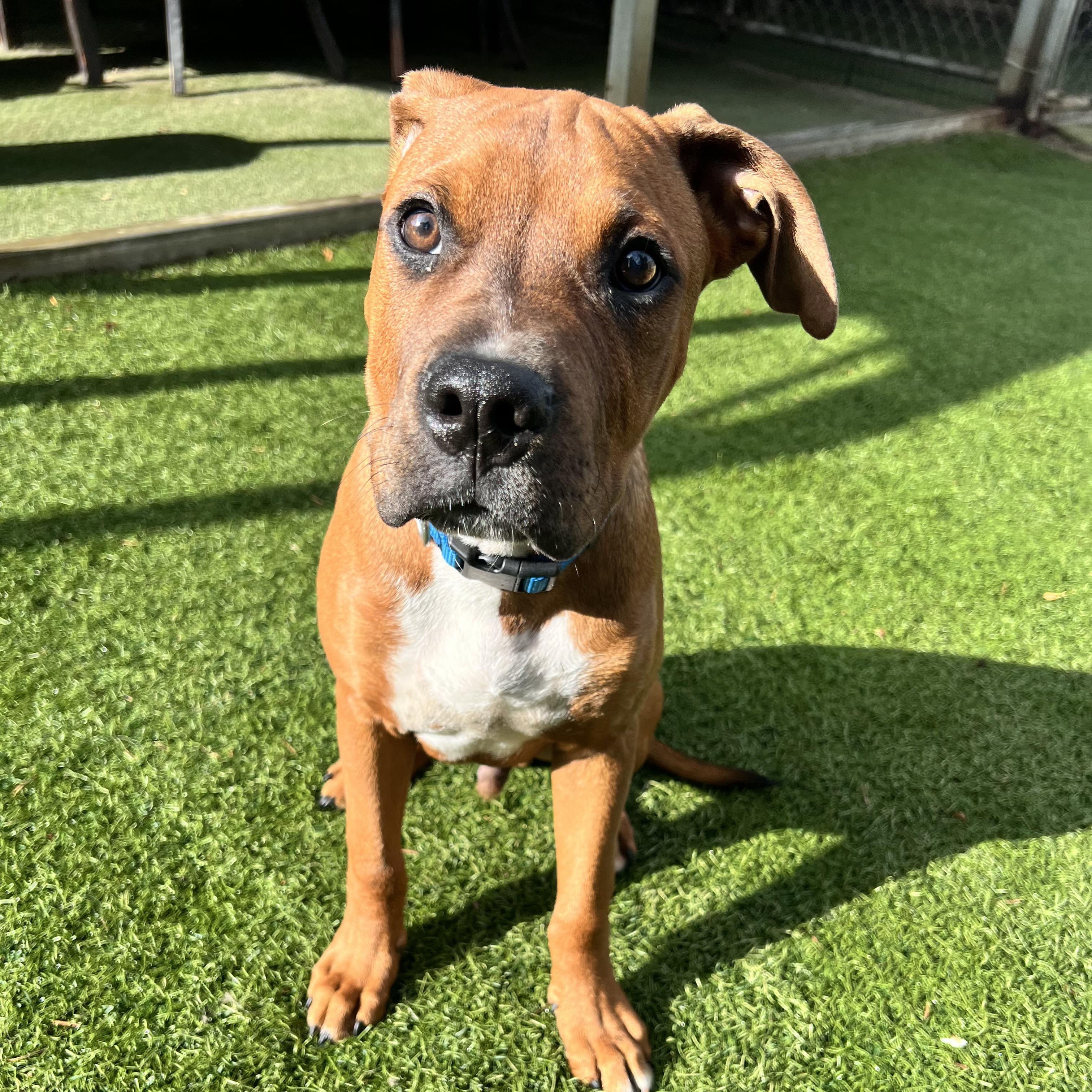 Enlarge LOGAN, an adopted mixed breed in Morgan Hill, CA image 3/6