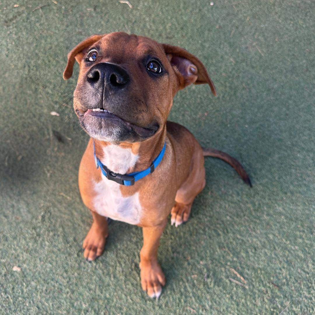 Enlarge LOGAN, an adopted mixed breed in Morgan Hill, CA image 4/6