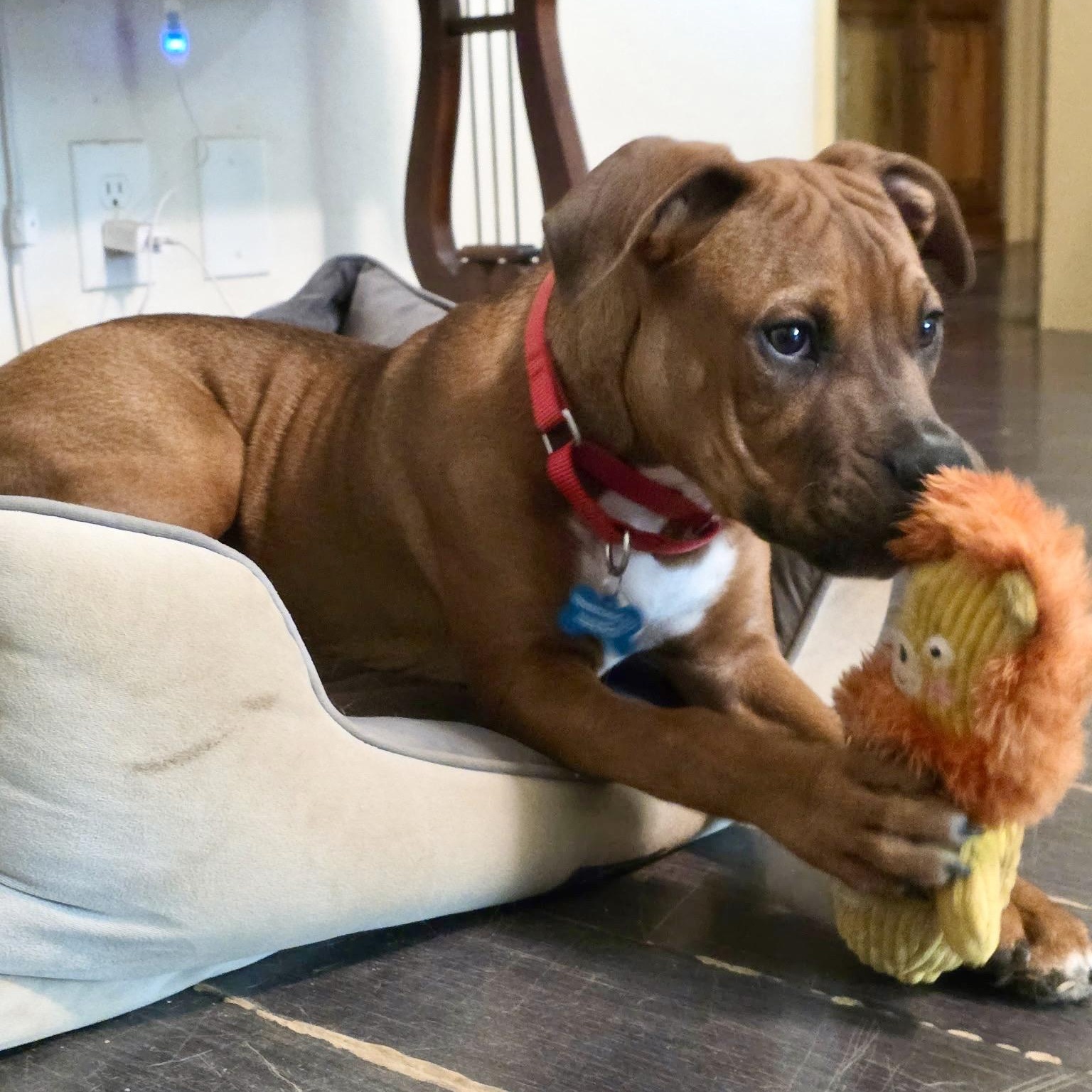 Enlarge LOGAN, an adopted mixed breed in Morgan Hill, CA image 2/6
