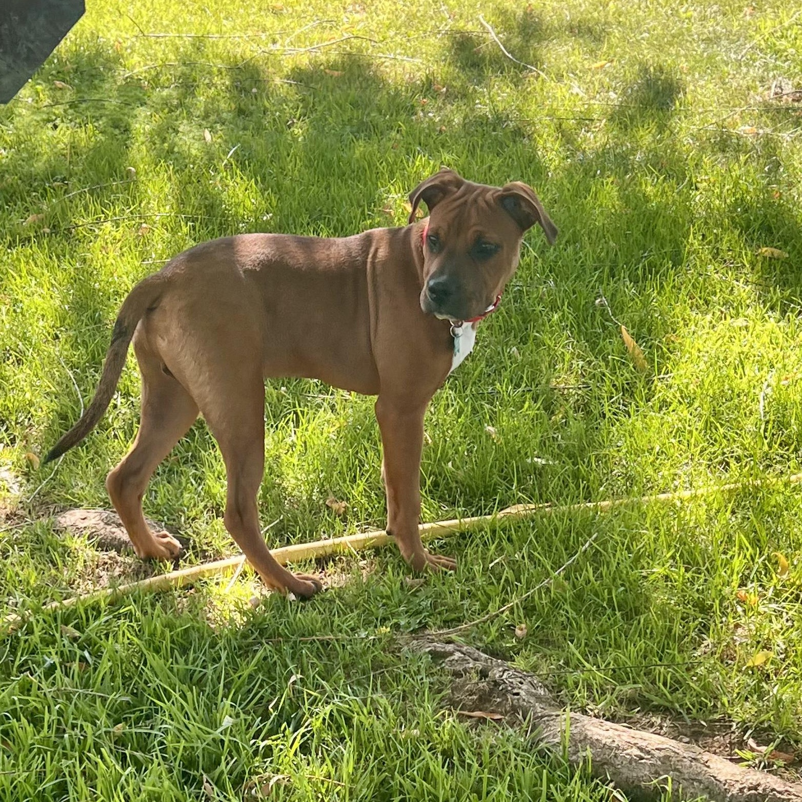 Enlarge LOGAN, an adopted mixed breed in Morgan Hill, CA image 5/6