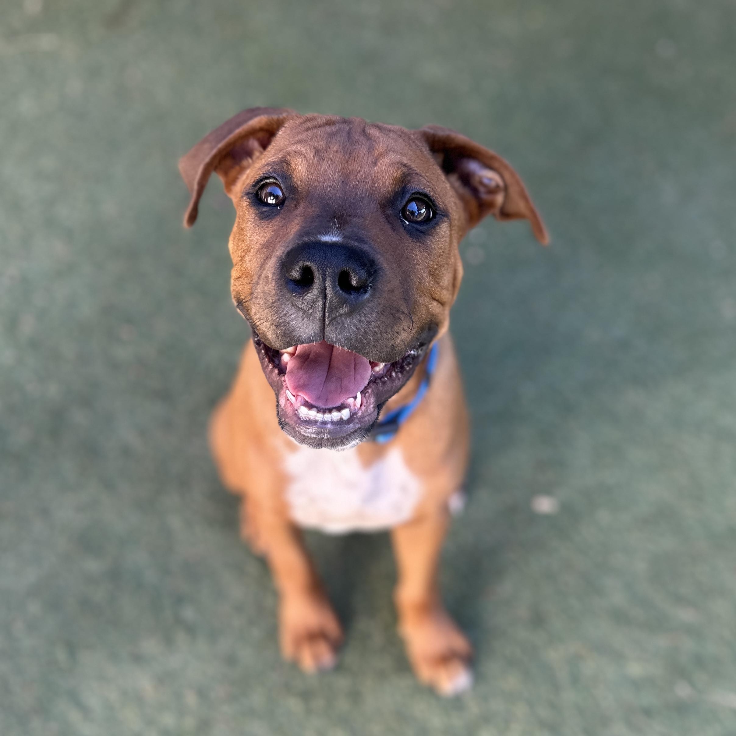 Enlarge LOGAN, an adopted mixed breed in Morgan Hill, CA image 1/6