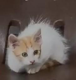 Mateo, a Adoptable Domestic Short Hair in Houston, TX image 1/3