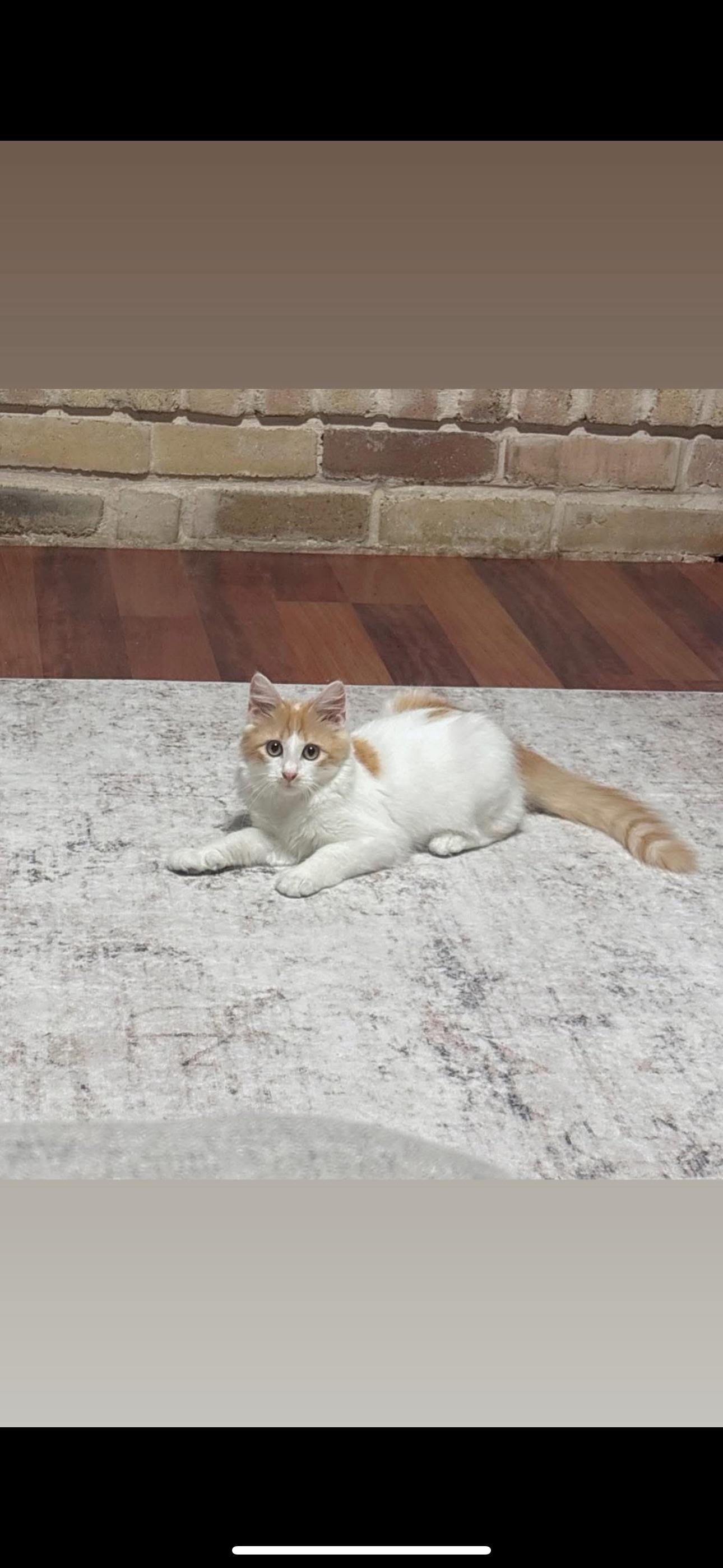Mateo, a Adoptable Domestic Short Hair in Houston, TX image 2/3
