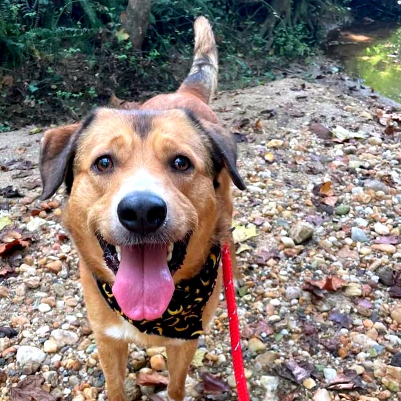 Bellamy, Adoptable, Adult Male Mixed Breed.