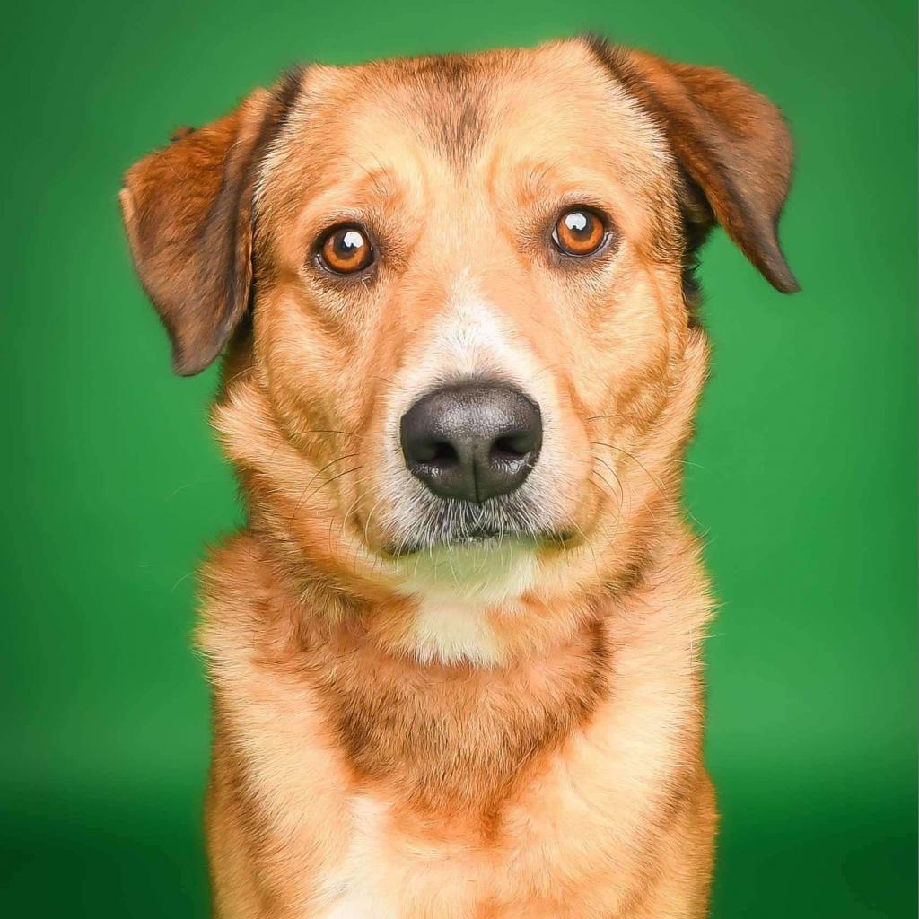 Bellamy, a Adoptable Mixed Breed in Fredericksburg, VA image 2/6
