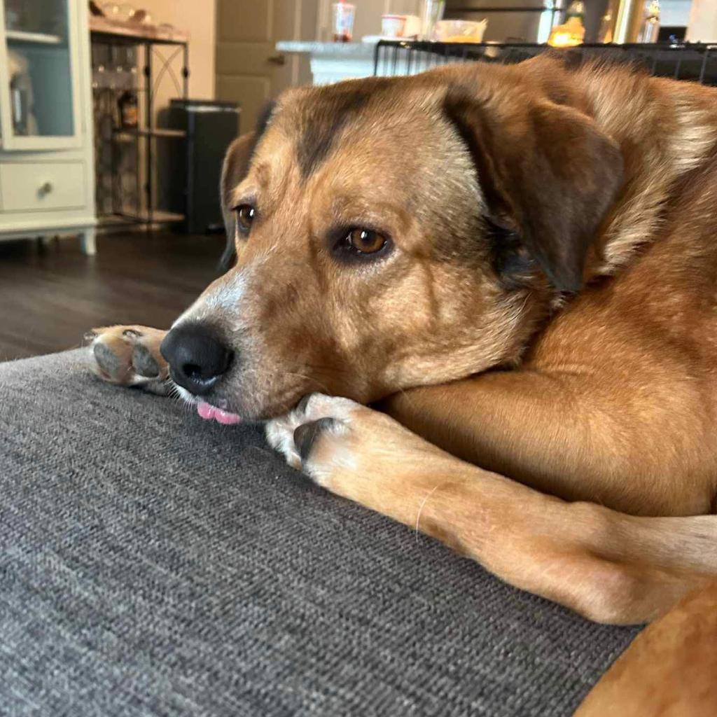 Bellamy, a Adoptable Mixed Breed in Fredericksburg, VA image 4/6