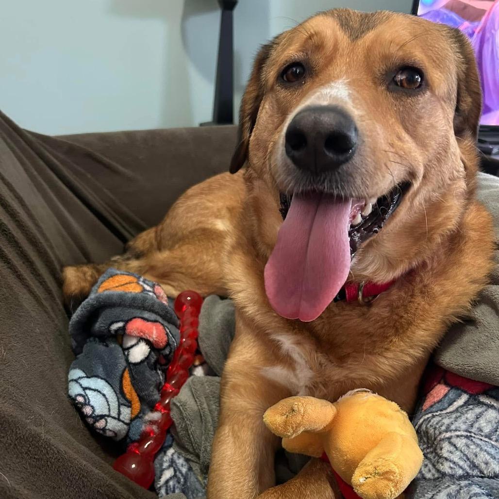 Bellamy, a Adoptable Mixed Breed in Fredericksburg, VA image 5/6