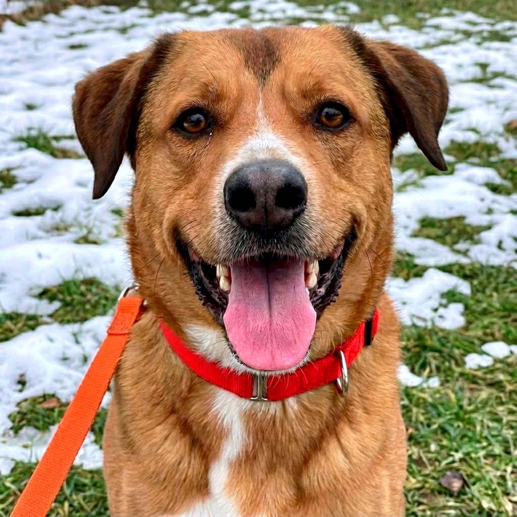 Bellamy, a Adoptable Mixed Breed in Fredericksburg, VA image 6/6