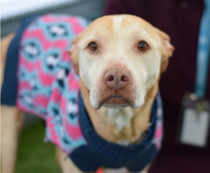 Enlarge Mama Dulce, a ADOPTABLE mixed breed in Wingdale, NY image 1/3