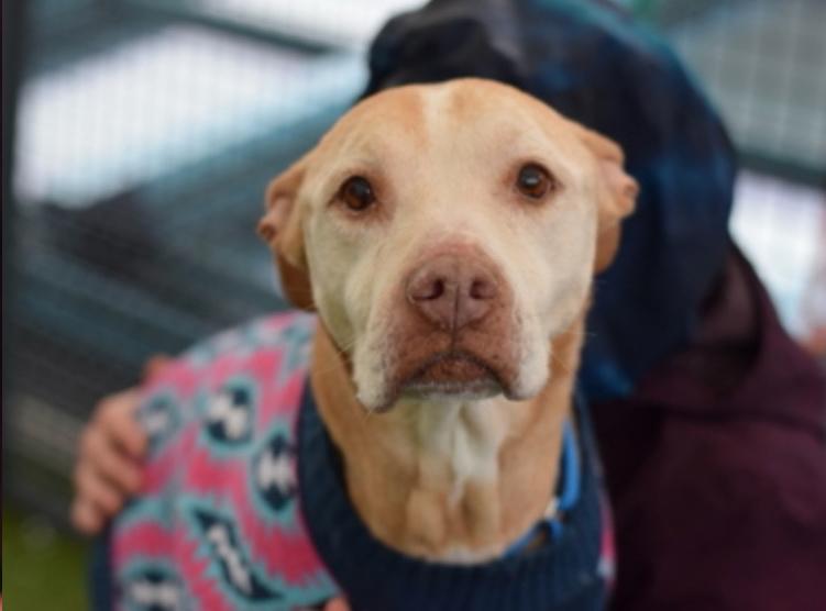 Enlarge Mama Dulce, a ADOPTABLE mixed breed in Wingdale, NY image 3/3