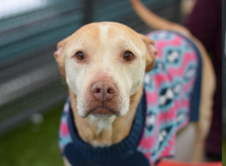 Enlarge Mama Dulce, a ADOPTABLE mixed breed in Wingdale, NY image 2/3
