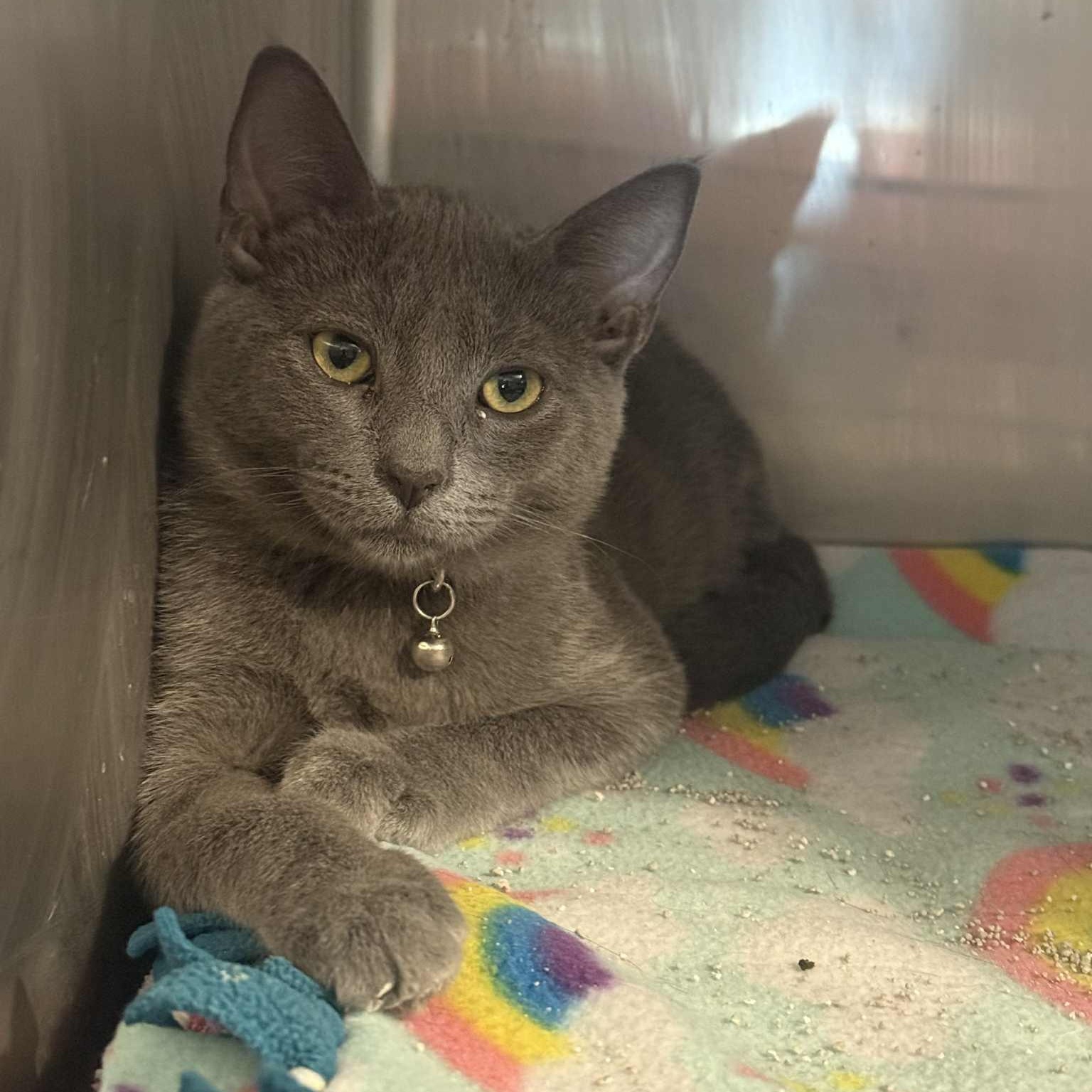 Eugene, Adoptable, Kitten Male Domestic Short Hair.