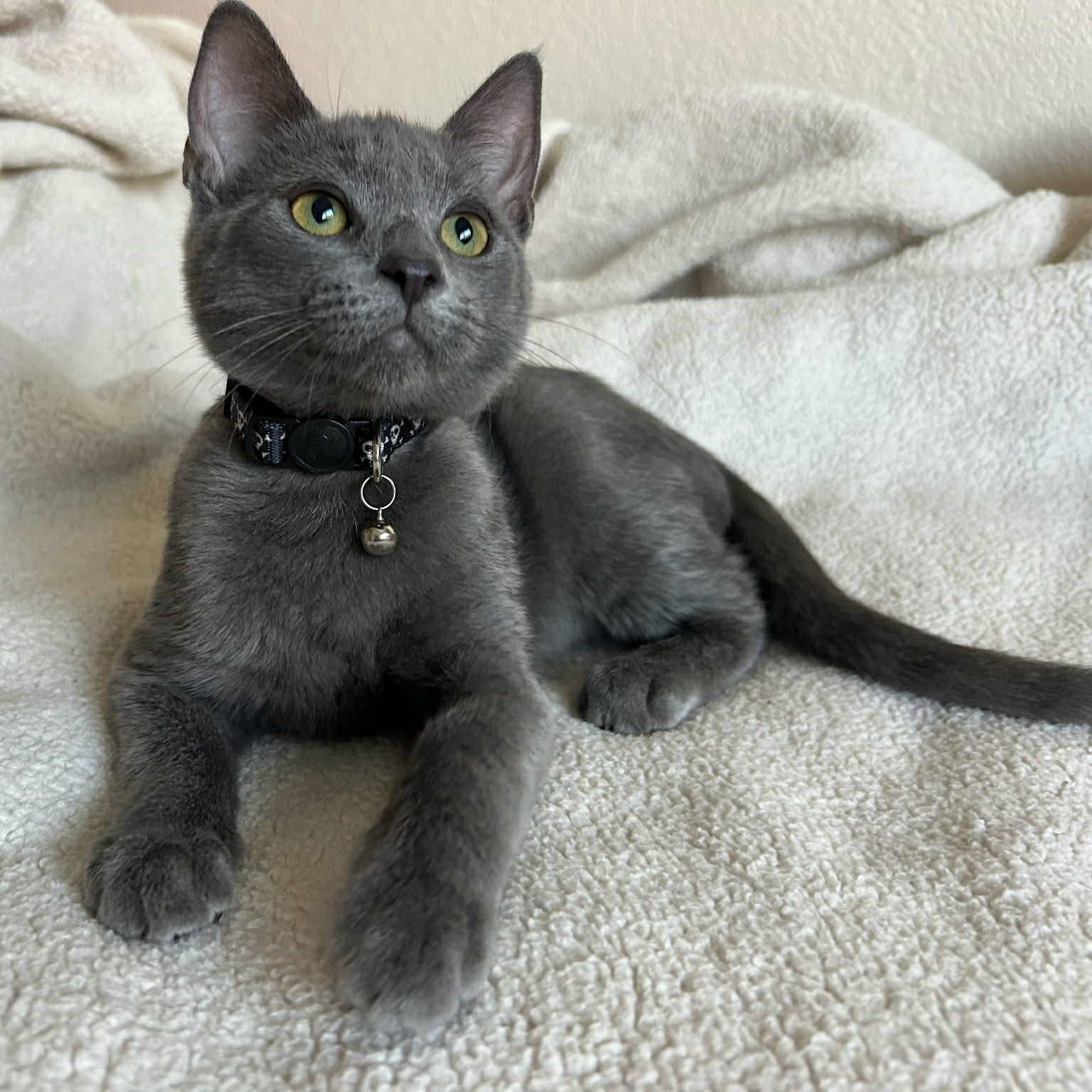 Enlarge Eugene, a Adoptable mixed breed in Antioch, CA image 1/5