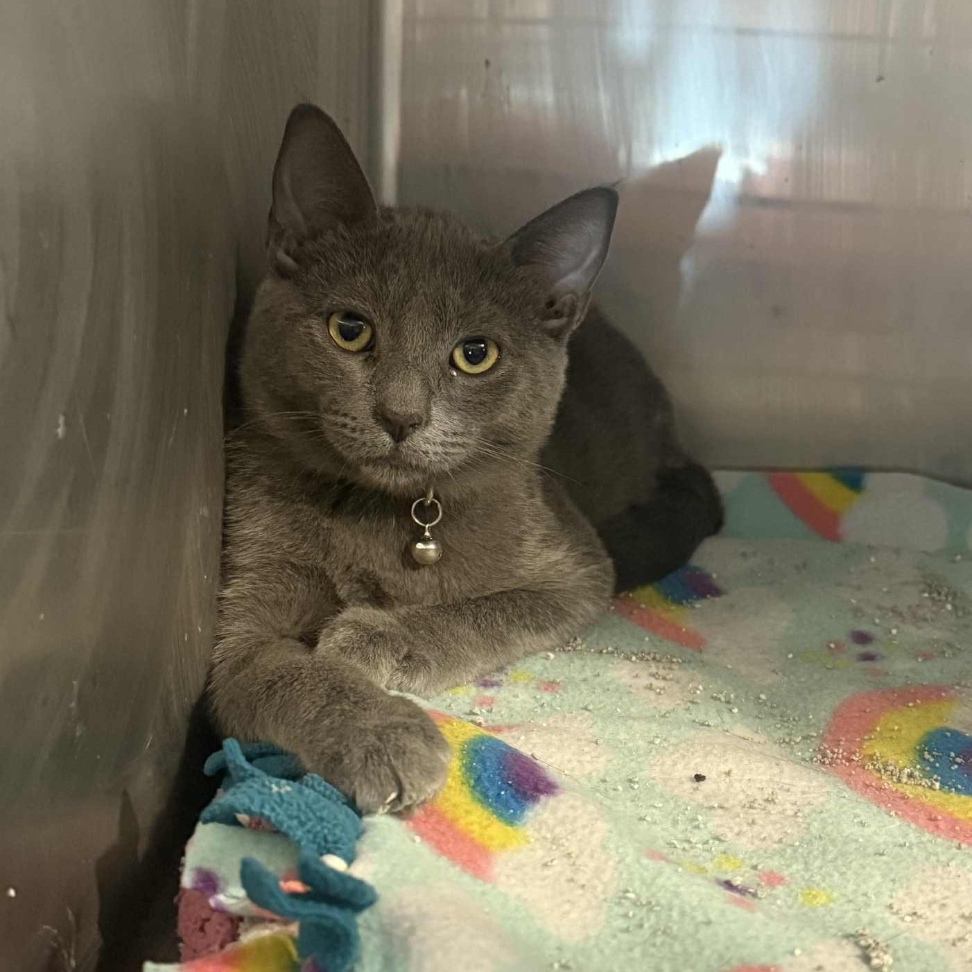 Enlarge Eugene, a Adoptable mixed breed in Antioch, CA image 5/5