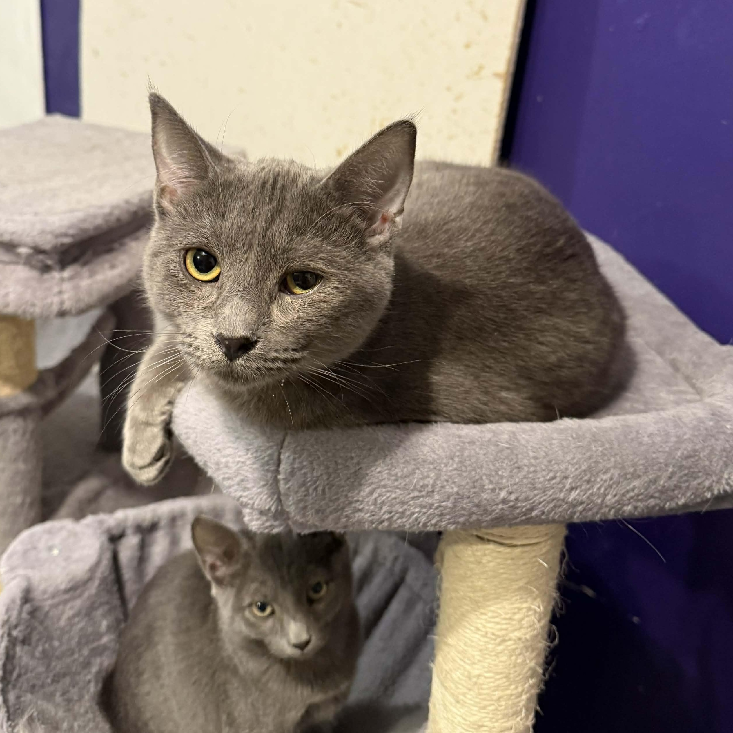 Enlarge Eugene, a Adoptable mixed breed in Antioch, CA image 2/5