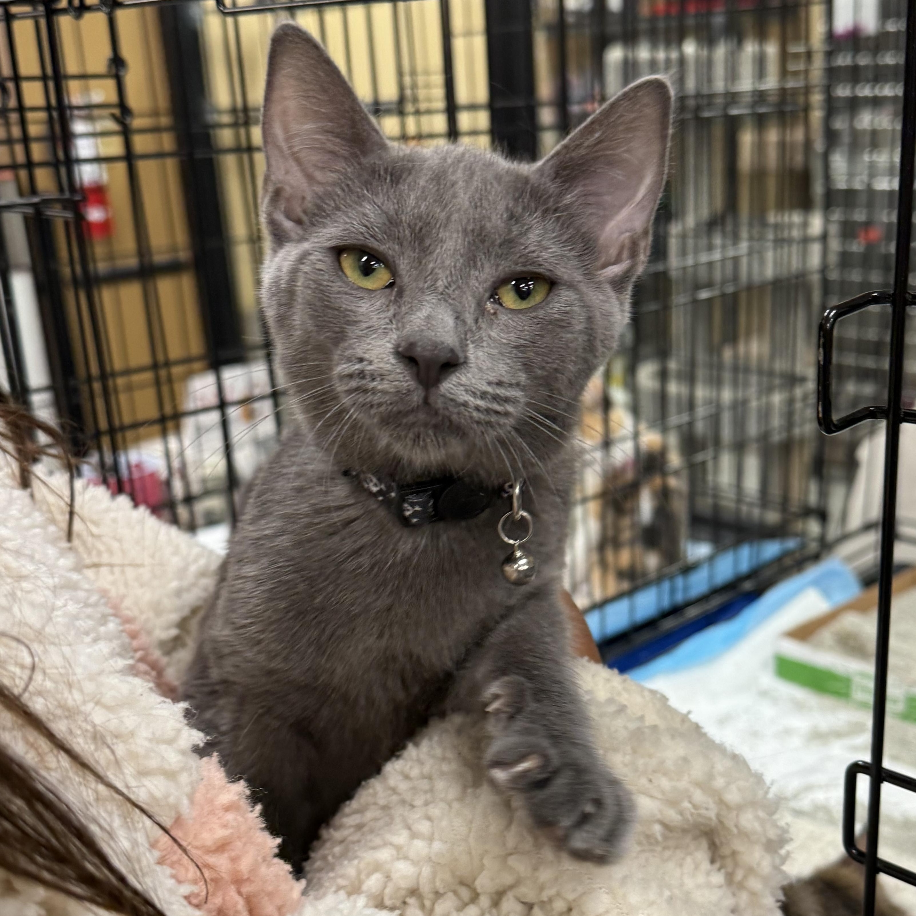 Enlarge Eugene, a Adoptable mixed breed in Antioch, CA image 3/5