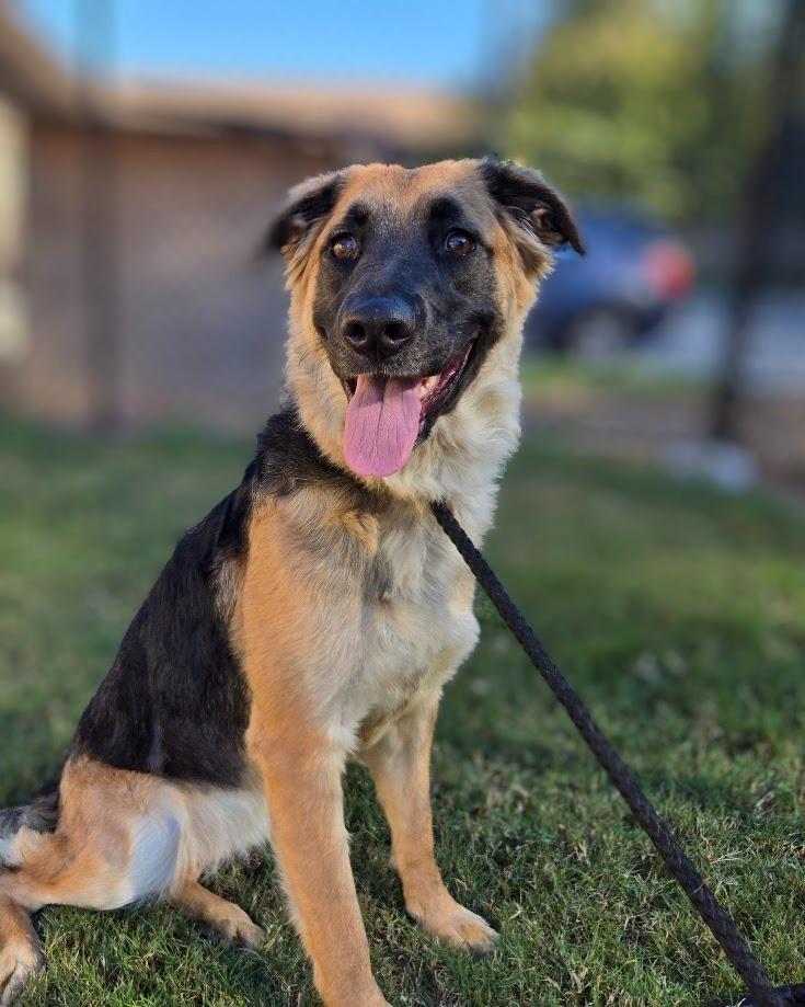 Sugar, Adoptable, Young Female Mixed Breed.