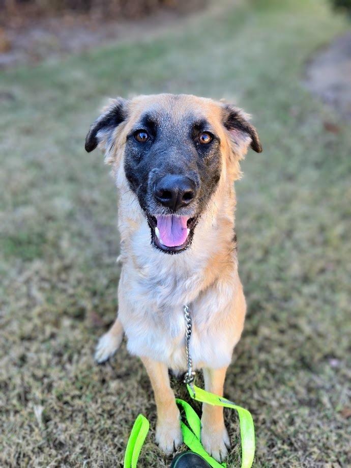 Enlarge Sugar, a Adoptable mixed breed in Douglasville, GA image 2/5
