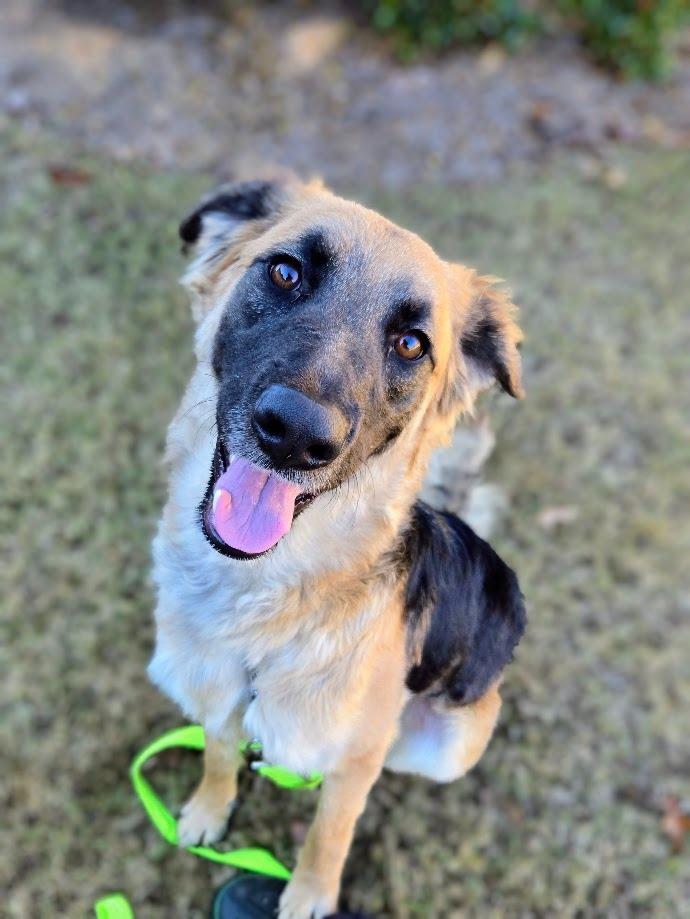 Enlarge Sugar, a Adoptable mixed breed in Douglasville, GA image 3/5