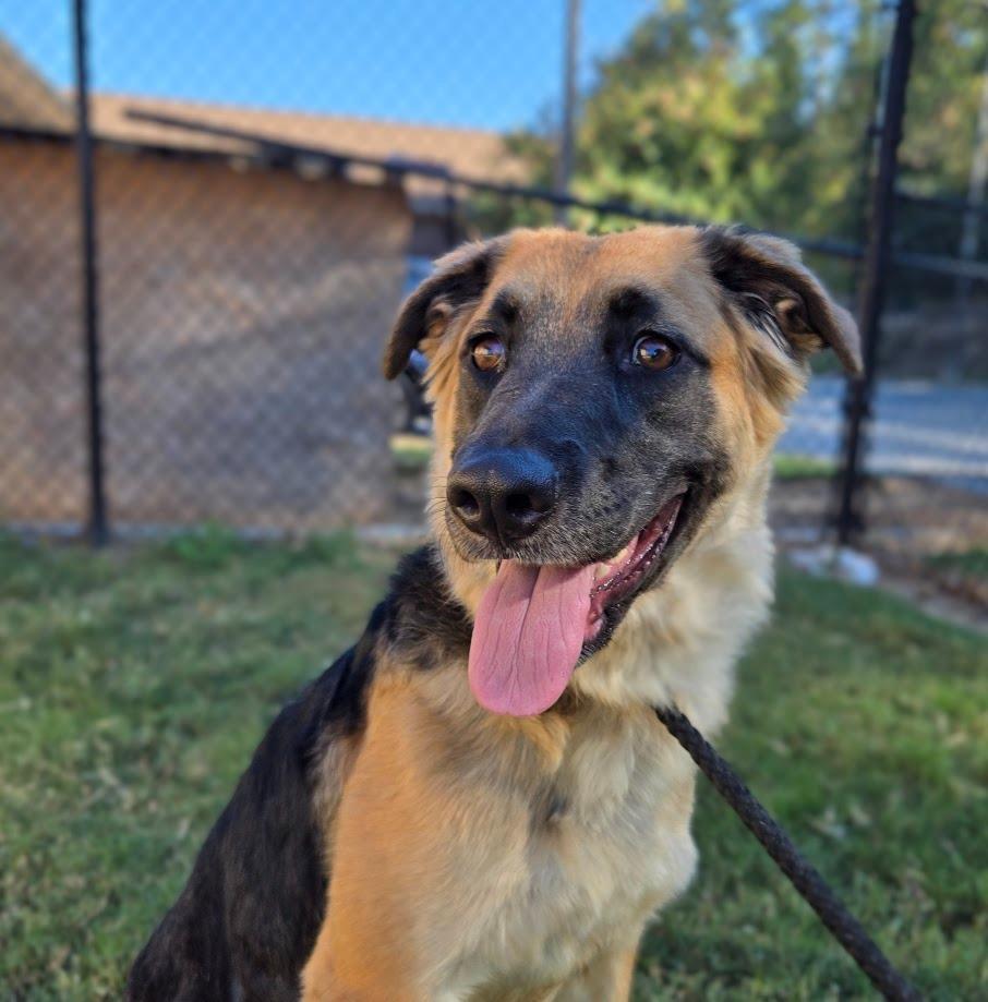 Enlarge Sugar, a Adoptable mixed breed in Douglasville, GA image 4/5