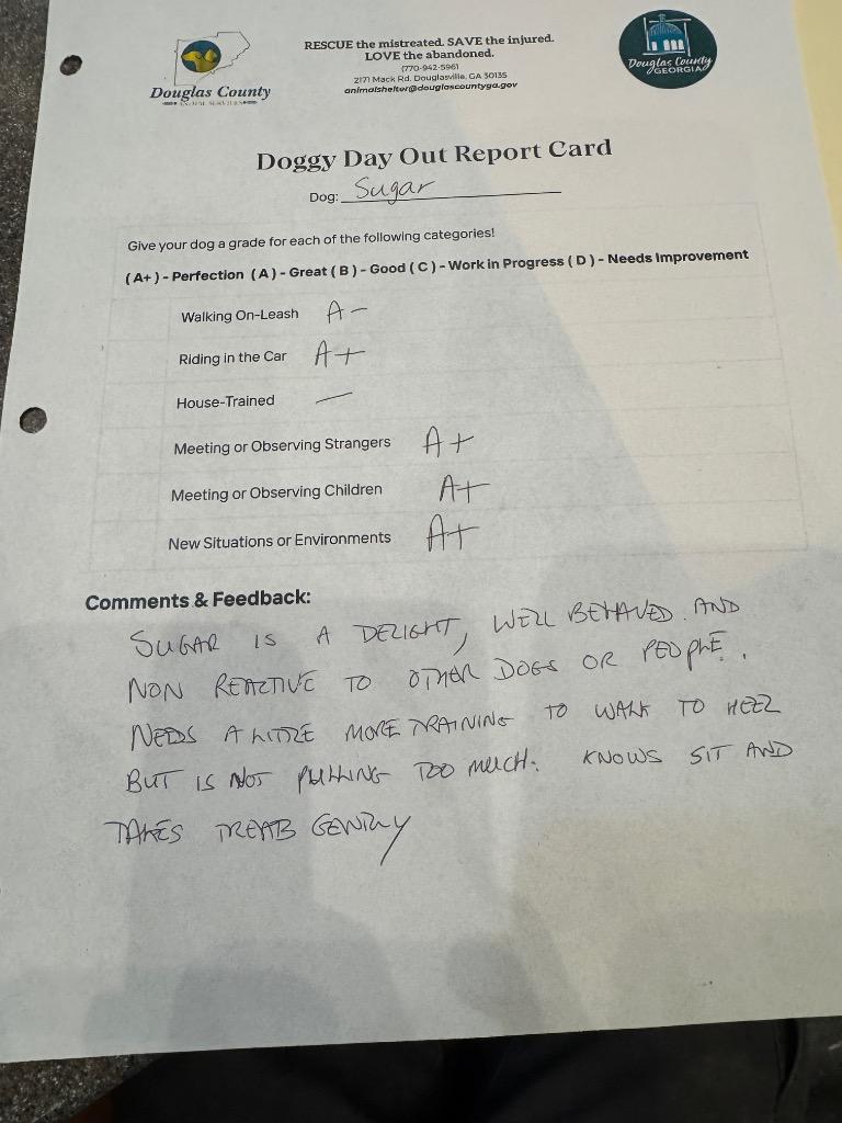 Enlarge Sugar, a Adoptable mixed breed in Douglasville, GA image 5/5