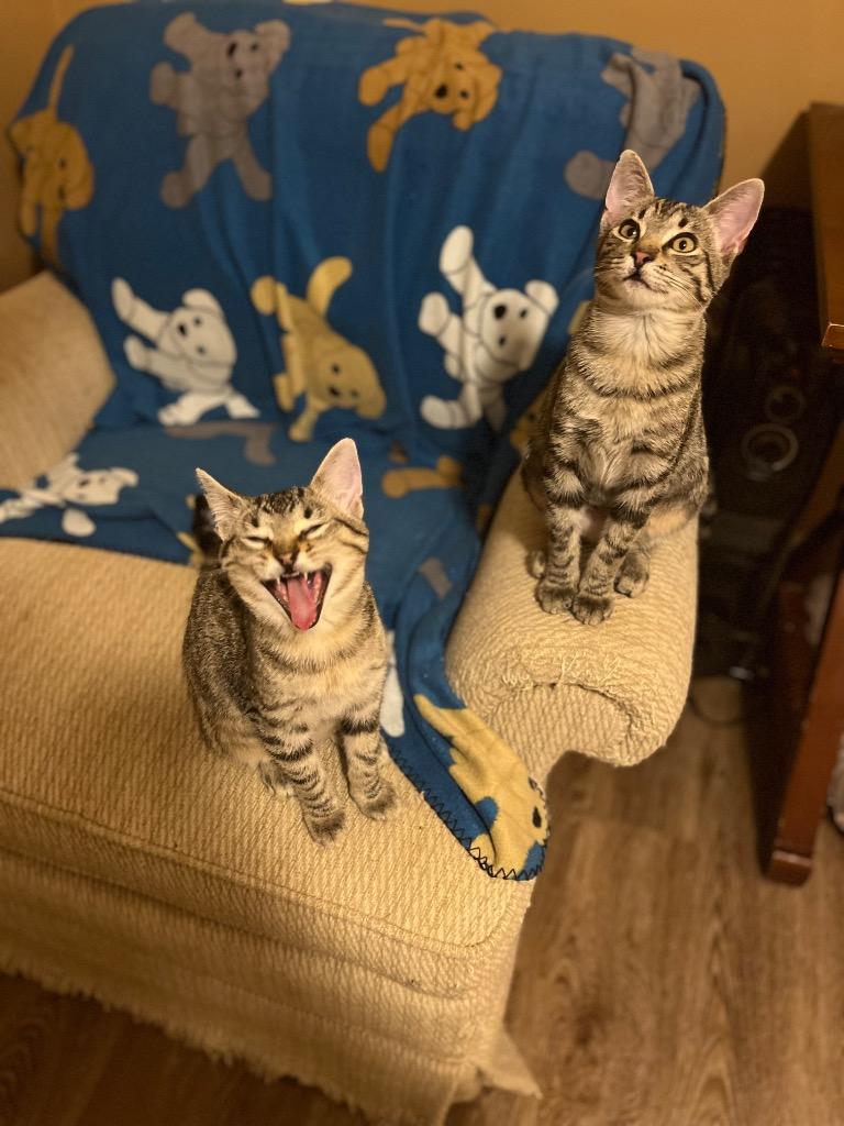 Enlarge Mountain Dew, a Adoptable mixed breed in Buford, GA image 1/6