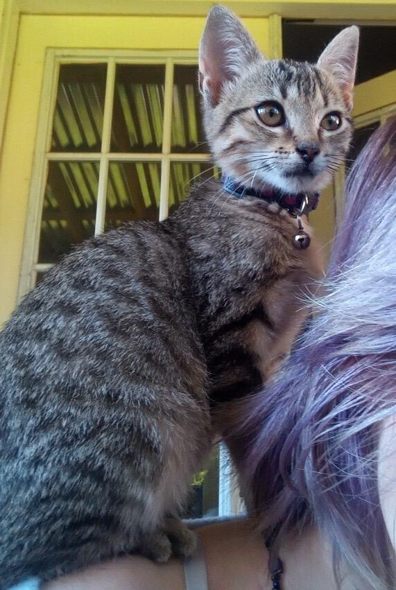 Enlarge Mountain Dew, a Adoptable mixed breed in Buford, GA image 2/6