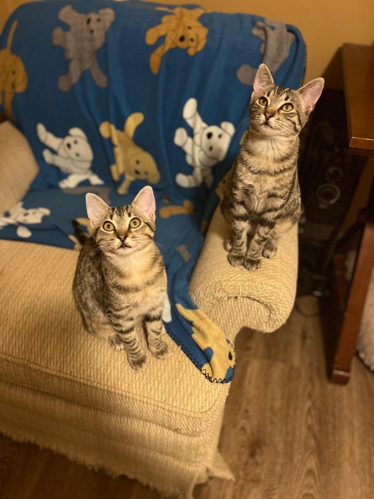 Enlarge Mountain Dew, a Adoptable mixed breed in Buford, GA image 4/6