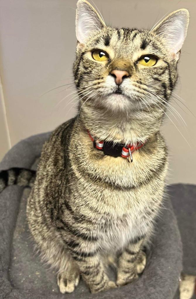 Enlarge Mountain Dew, a Adoptable mixed breed in Buford, GA image 5/6