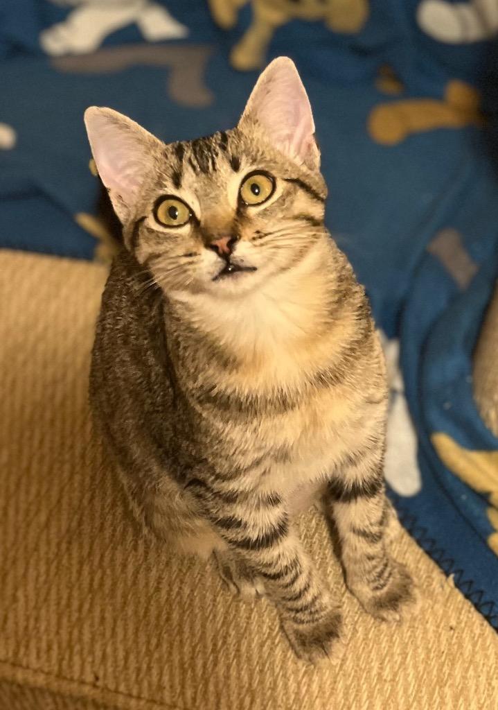 Enlarge Mountain Dew, a Adoptable mixed breed in Buford, GA image 4/6