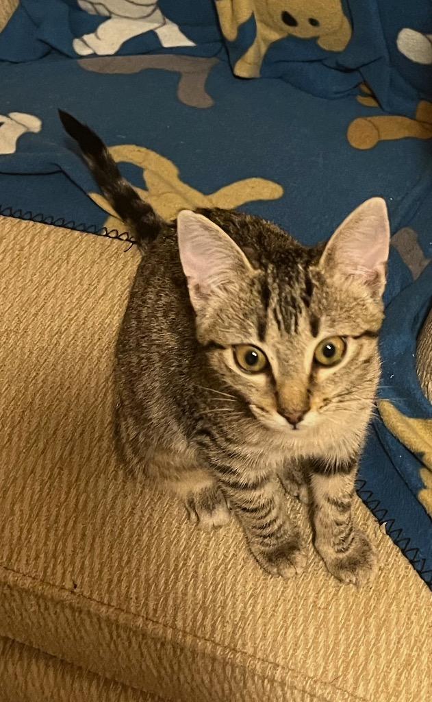 Enlarge Mountain Dew, a Adoptable mixed breed in Buford, GA image 6/6