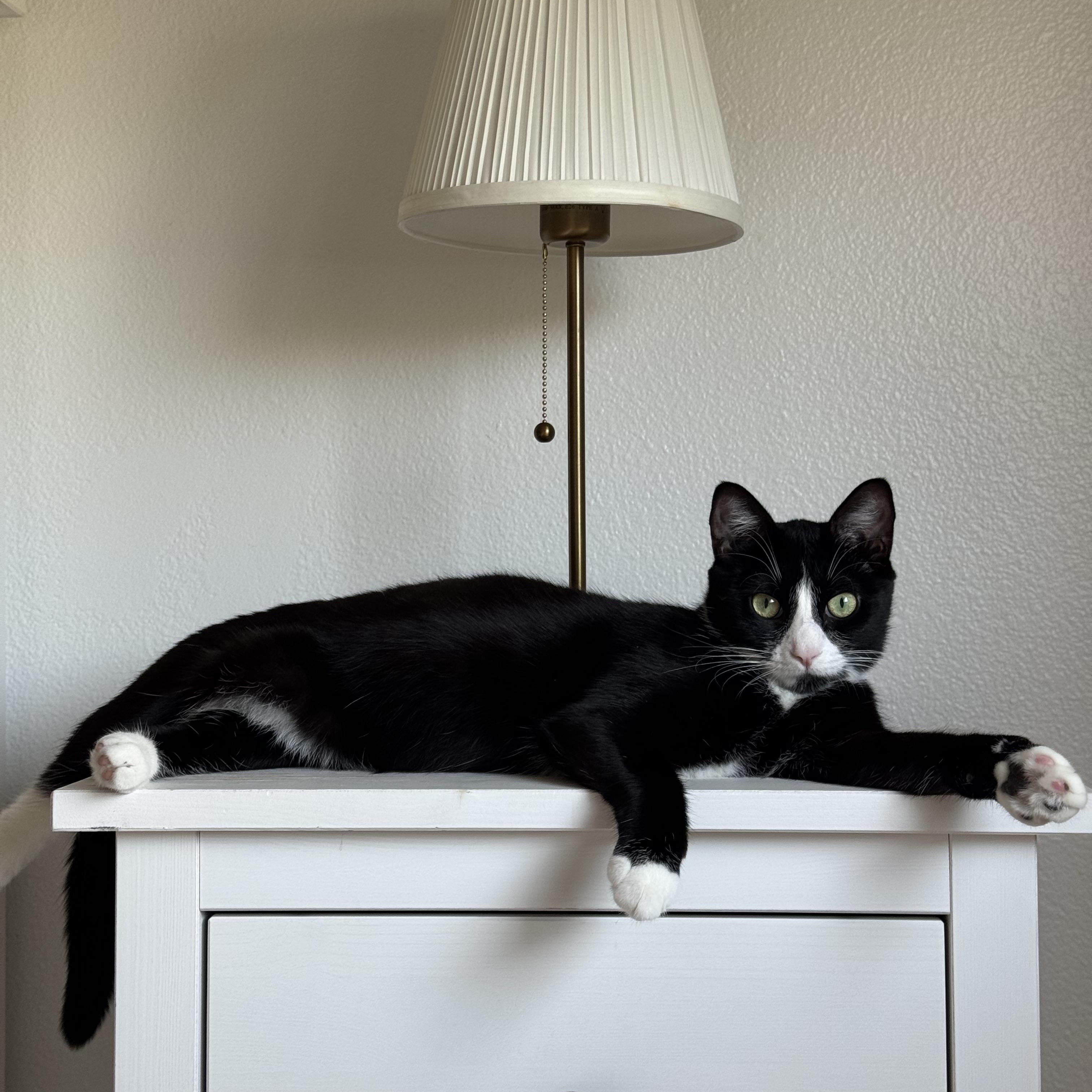 Enlarge Maddie, a Adopted mixed breed in Monterey Park, CA image 2/3