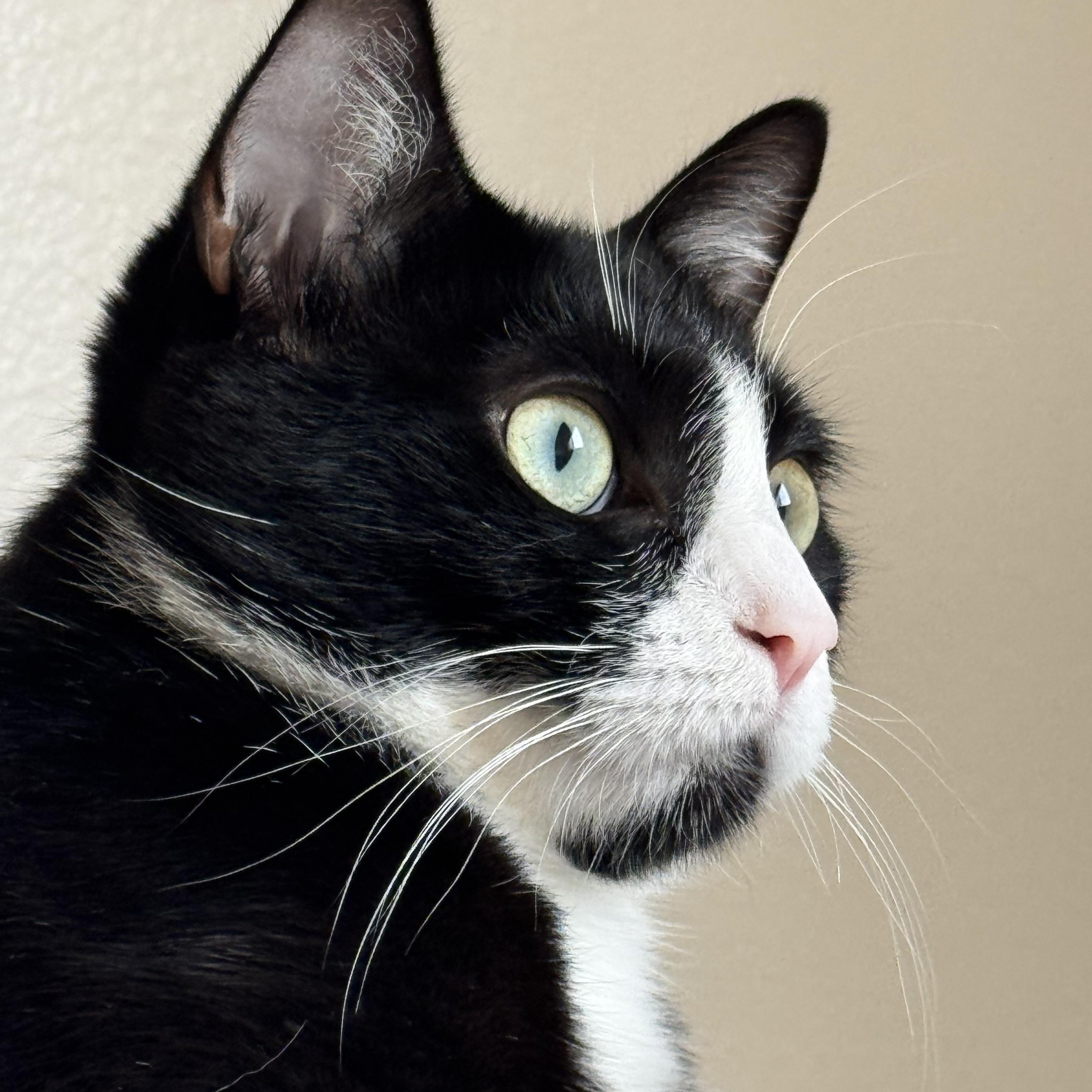 Enlarge Maddie, a Adopted mixed breed in Monterey Park, CA image 3/3