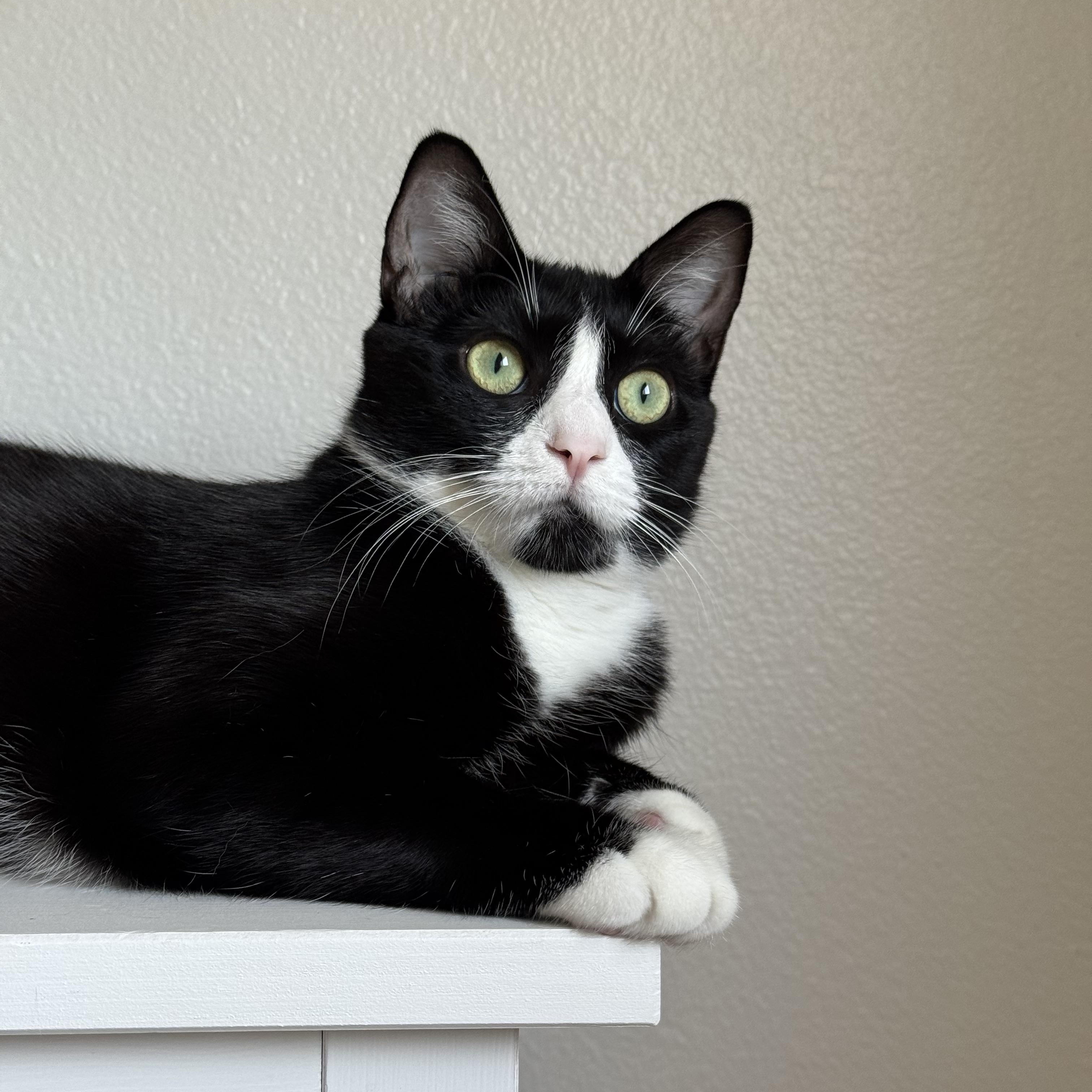 Maddie, Adopted, Adult Female Tuxedo & Domestic Short Hair.