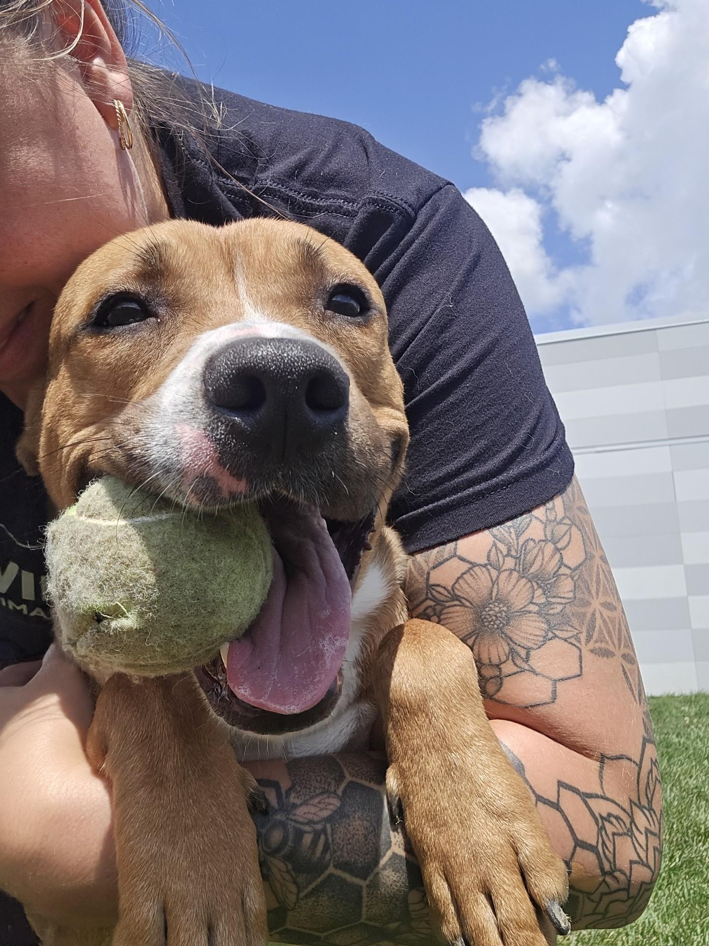 Enlarge Boomer, a ADOPTABLE Terrier in Joliet, IL image 2/3