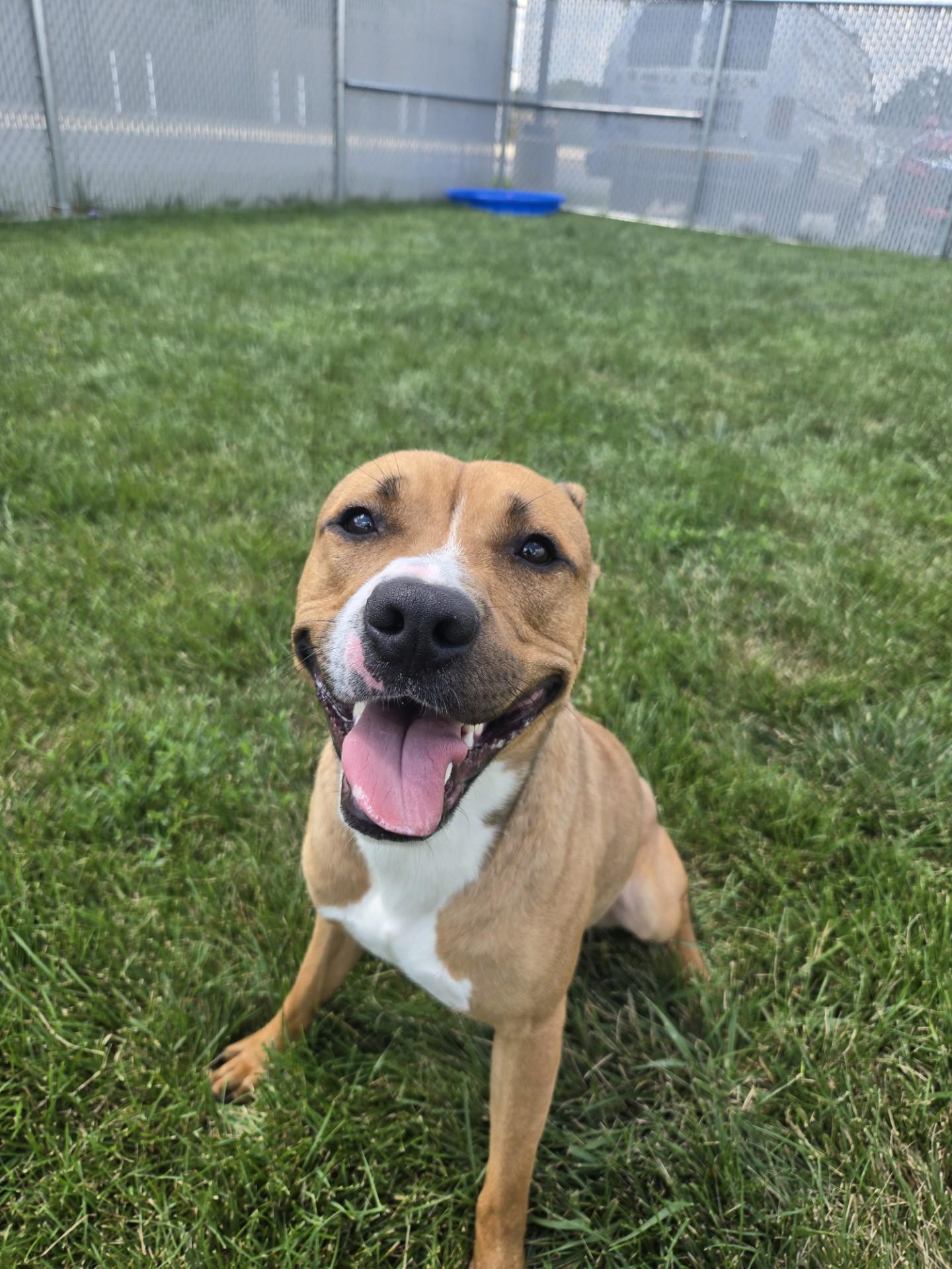 Enlarge Boomer, a ADOPTABLE Terrier in Joliet, IL image 1/3