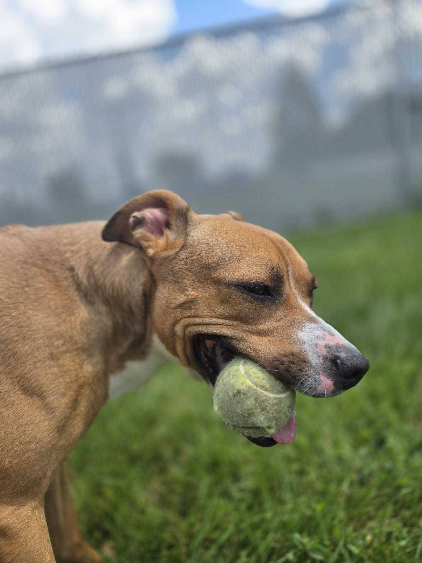 Enlarge Boomer, a ADOPTABLE Terrier in Joliet, IL image 3/3