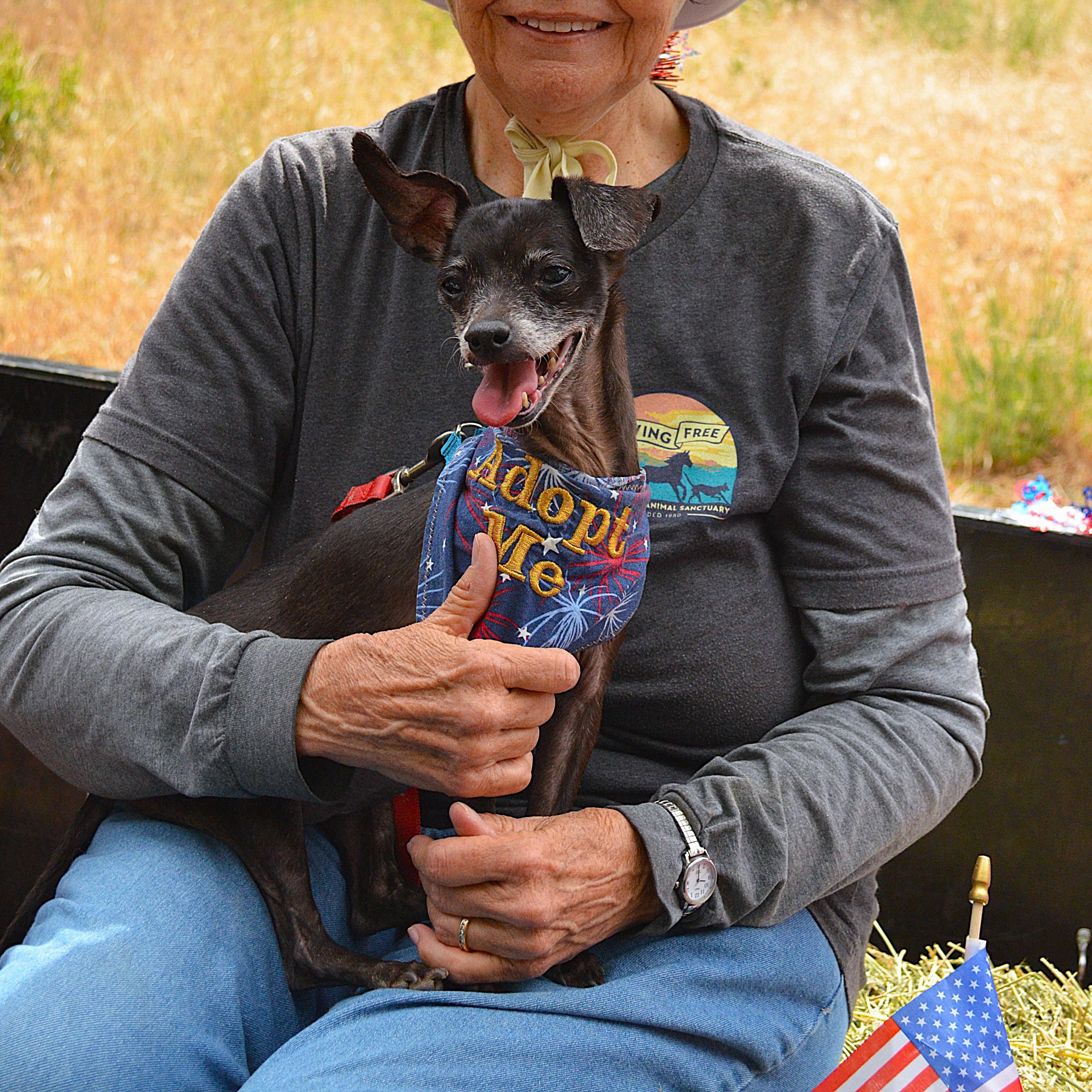Enlarge Jennifer Coolidge, an adopted mixed breed in Mountain Center, CA image 2/2