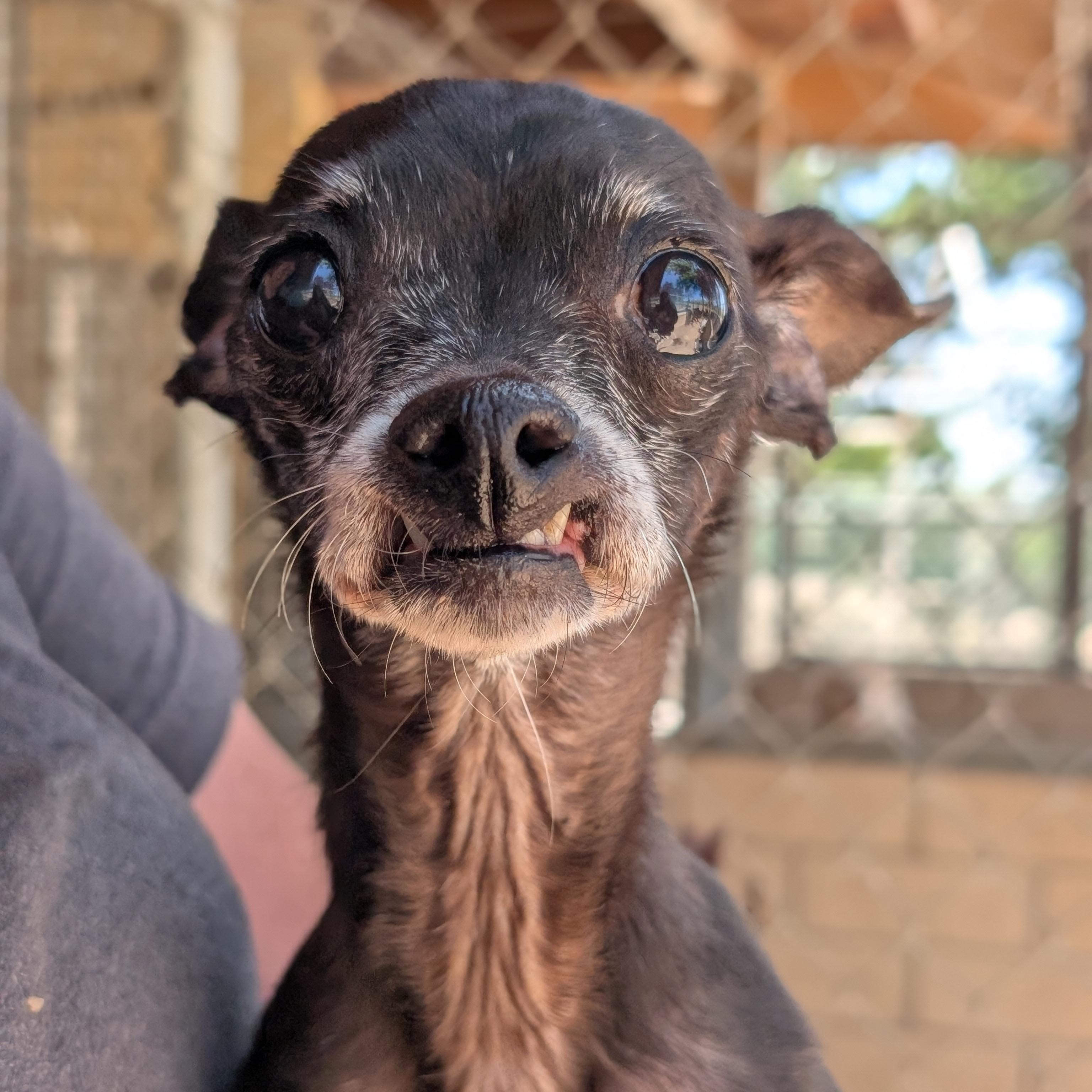Enlarge Jennifer Coolidge, an adopted mixed breed in Mountain Center, CA image 1/2