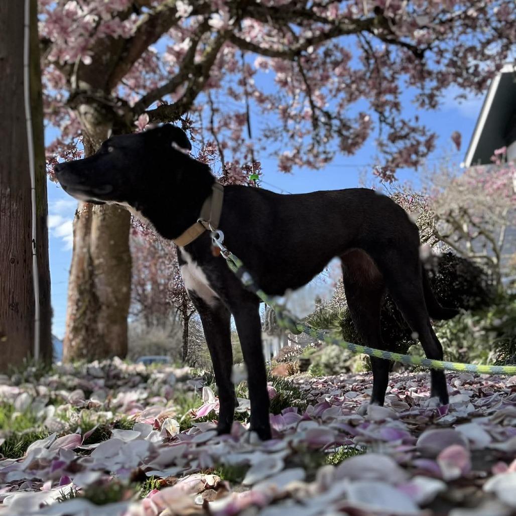 Megan, Adoptable, Adult Female Mixed Breed.