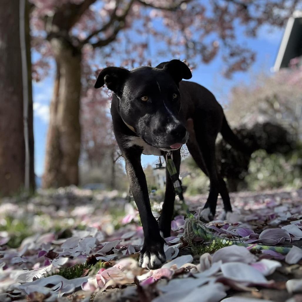 Enlarge Megan, a Adoptable Mixed Breed in Bend, OR image 2/5