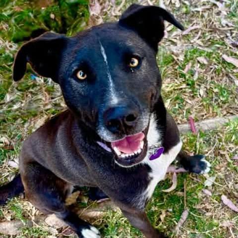 Enlarge Megan, a Adoptable Mixed Breed in Bend, OR image 3/5