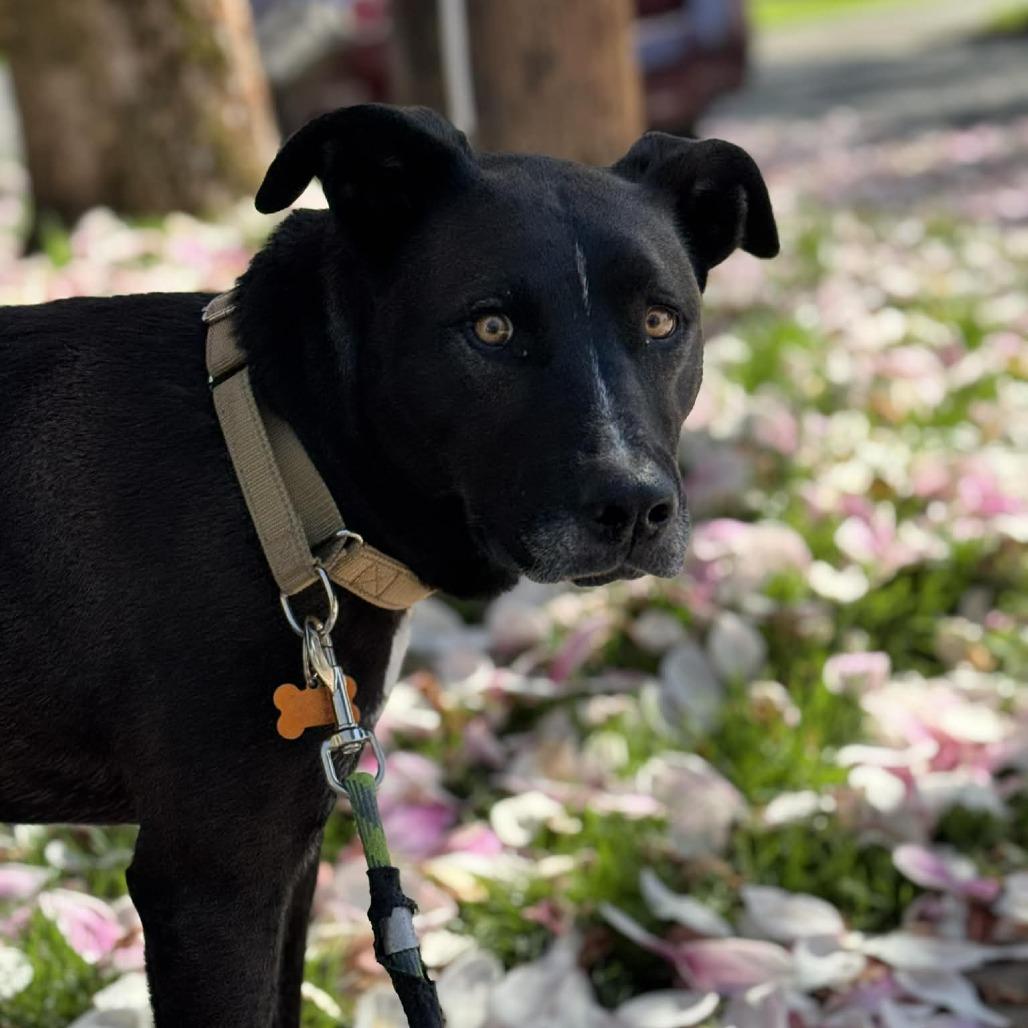 Enlarge Megan, a Adoptable Mixed Breed in Bend, OR image 4/5