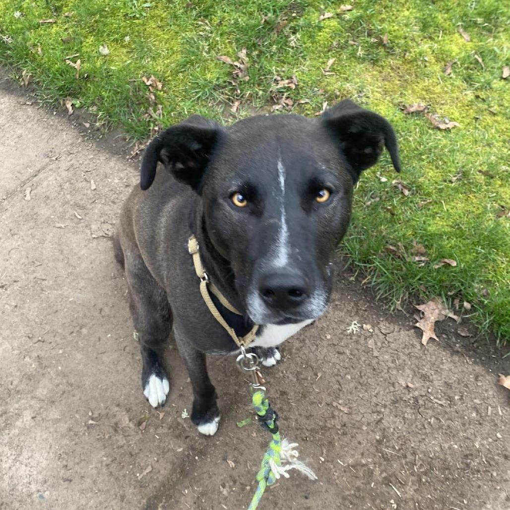 Enlarge Megan, a Adoptable Mixed Breed in Bend, OR image 5/5