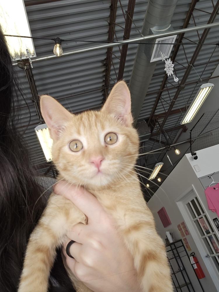 **Cat Cafe** Deep Dish Pizza, Adoptable, Young Male Domestic Short Hair.