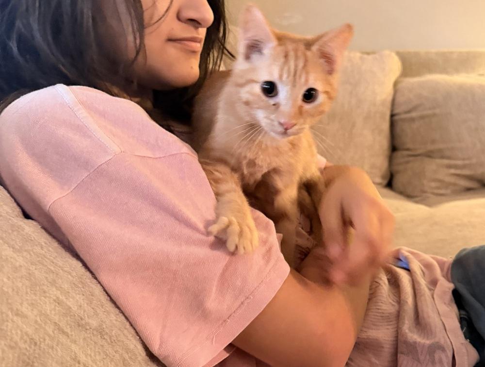 **Cat Cafe** Deep Dish Pizza, a Adoptable Domestic Short Hair in Topeka, KS image 2/3