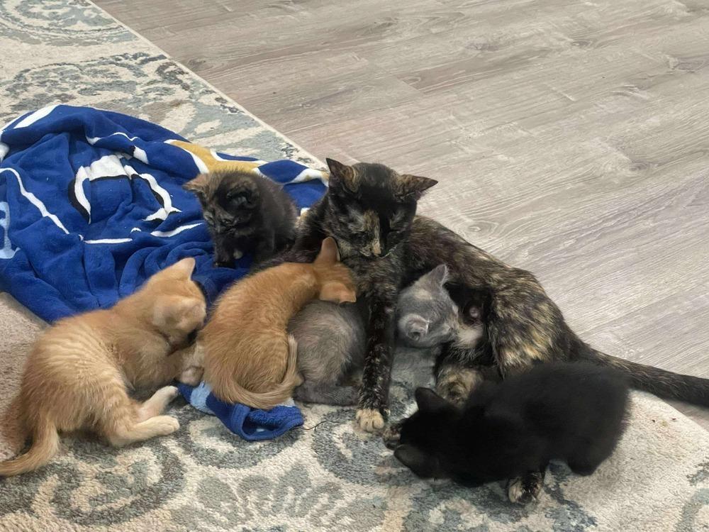 **Cat Cafe** Deep Dish Pizza, a Adoptable Domestic Short Hair in Topeka, KS image 3/3