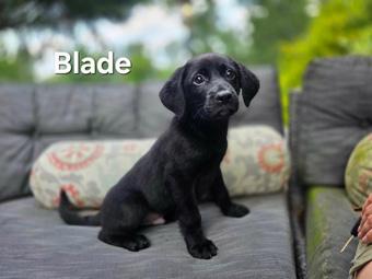 Blade, a ADOPTABLE mixed breed in Canterbury, CT image 1/3